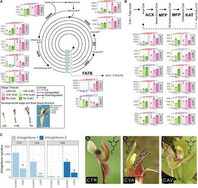 Evidence for the Involvement of Fatty Acid Biosynthesis and Degradation in the Formation of Insect Sex Pheromone-Mimicking Chiloglottones in Sexually Deceptive Chiloglottis Orchids